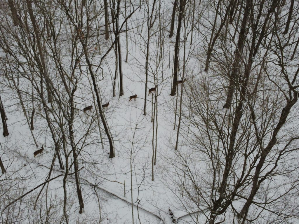 Deer in the LeFurge Woods 2021